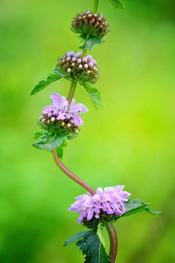 Phlomoides tuberosa (Phlomis tuberosa çiçek)