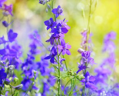 Beautiful purple Delphinium consolida (Consolida regalis) on a n