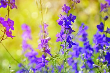 Beautiful purple Delphinium consolida (Consolida regalis) on a n