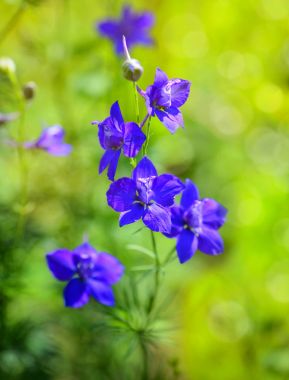 Beautiful purple Delphinium consolida (Consolida regalis) on a n