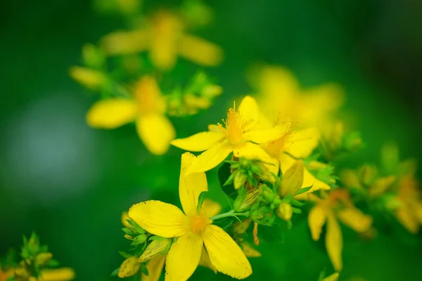 Květiny Hypericum (Hypericum perforatum nebo St John je wort) na th — Stock fotografie