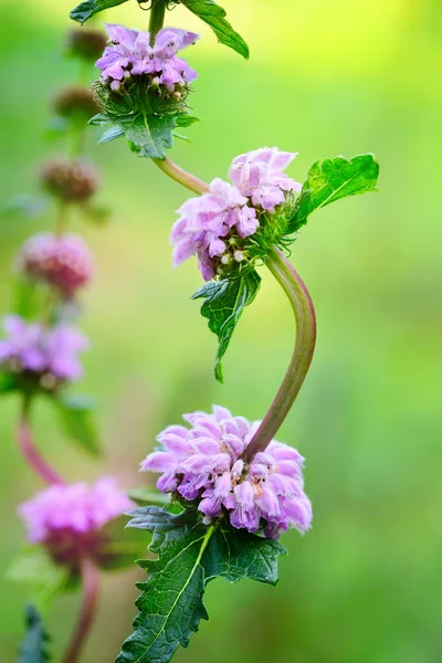 Phlomoides 荸荠 （萝卜秦艽荸荠的花朵) — 图库照片