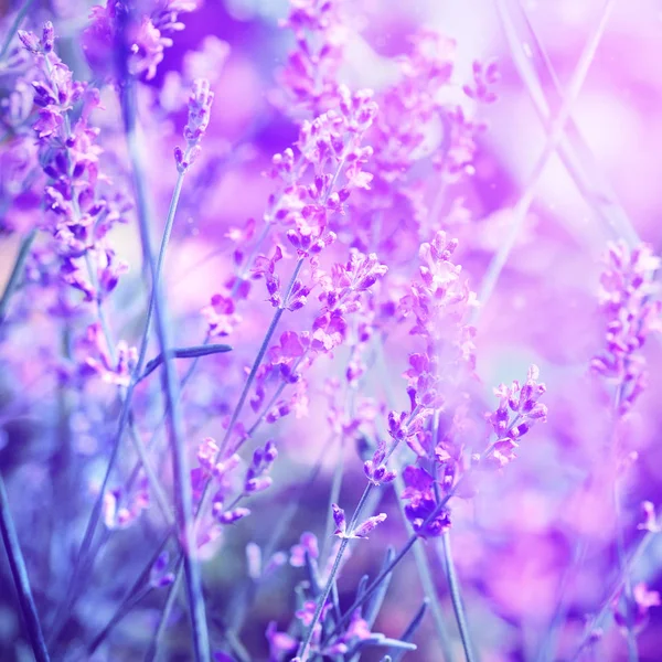 Lawenda Kwiat pole, obraz dla naturalnego tła, selektywne f — Zdjęcie stockowe