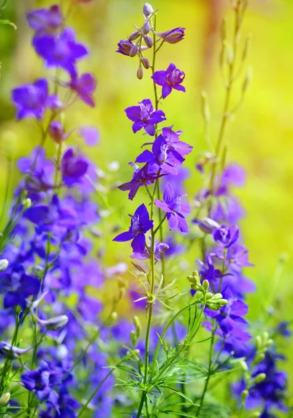 Belo Delphinium consolida roxo (Consolida regalis) em um n — Fotografia de Stock