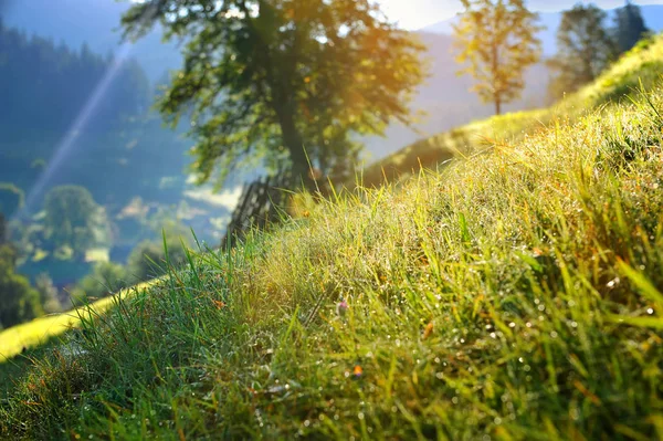 Gras met dauw in de zon. Zonnige ochtend in de bergen. — Stockfoto