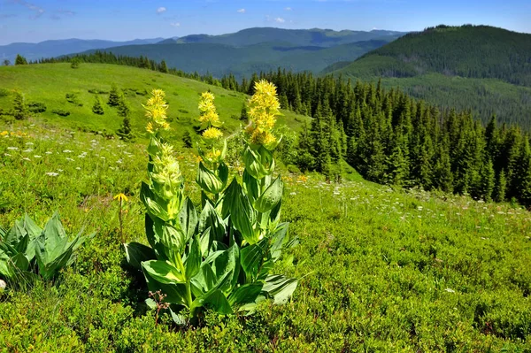 Genciana (Gentiana lutea) sobre un fondo de montañas y azul s — Foto de Stock