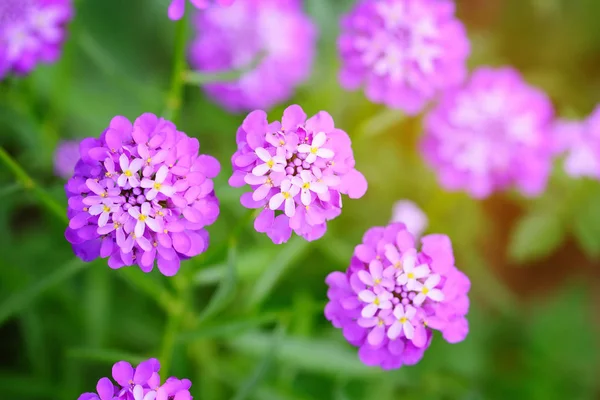 Små lila blommor Iberis umbellate på sommaren i en trädgård — Stockfoto