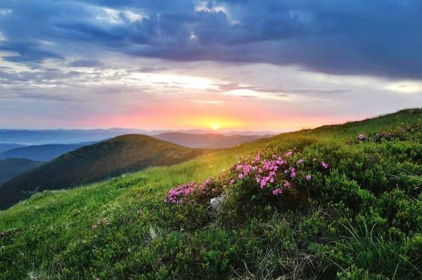 Magic pink rhododendron flowers on summer mountain. Sunrise — Stock Photo, Image