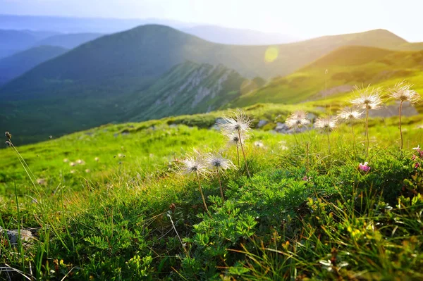 Beau paysage d'été dans les montagnes. Au lever du soleil. Carpates, Ukraine . — Photo