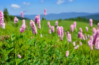 dağlarda büyüyen ortak bistort (persicaria bistorta)