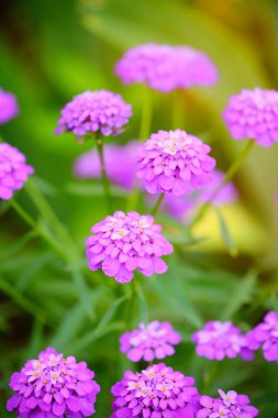 Küçük mor çiçekler bir bahçede yaz aylarında umbellate Iberis