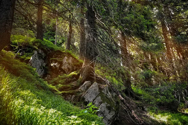 Paesaggio forestale con raggi di sole, muschi e pietre — Foto Stock