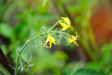 Bulanık arkaplanda domateslerin parlak sarı çiçekleri