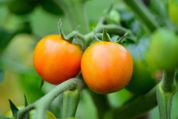 Pomodori rossi maturano sul ramo su sfondo sfocato — Foto Stock