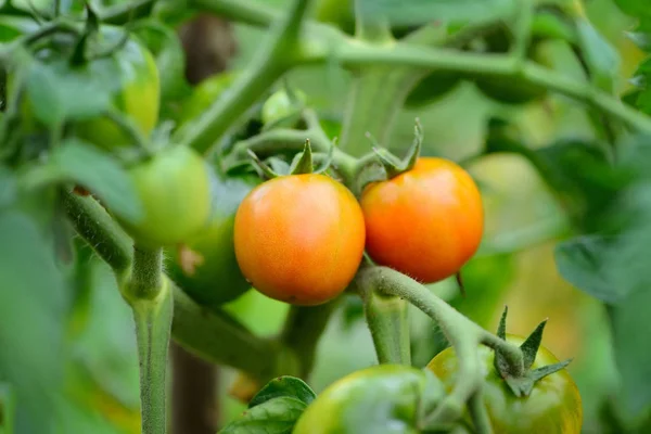 Rote Tomaten reifen auf dem Zweig vor verschwommenem Hintergrund — Stockfoto