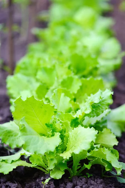 Листя салату, що росте в саду — стокове фото