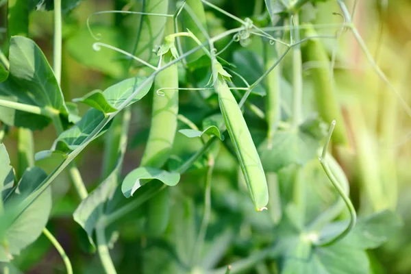 De groene erwten in de moestuin — Stockfoto