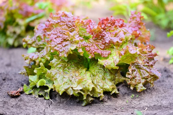 Heldere rode sla groeit in de zomertuin — Stockfoto