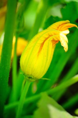 Sarı kabak çiçeği ve yeşil yaprak