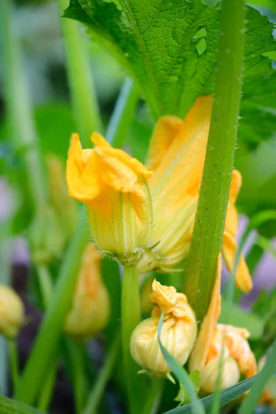 Gelbe Zucchini-Blüten und grüne Blätter — Stockfoto