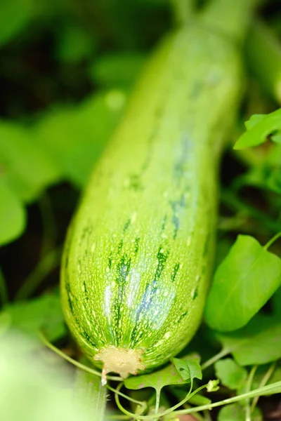 Frukt zucchini i grönsakslandet — Stockfoto