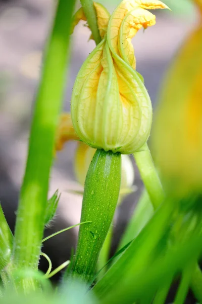 Gul zucchini blommor och gröna blad — Stockfoto