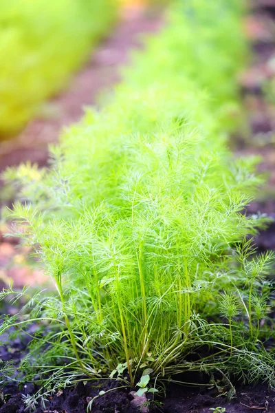 Dill groeien in tuin — Stockfoto