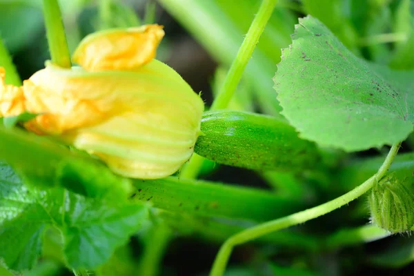 Yellow zucchini flower and green leaves — Stock Photo, Image
