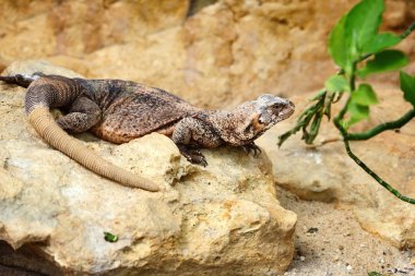 Bir ortak bir taş üzerine oturan bukalemun (Sauromalus bırakmayın)
