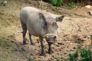 Ortak yaban domuzu (Phacochoerus africanus). Önden Görünüm