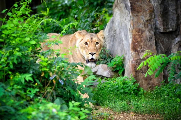 Львица (Panthera leo) ходит по траве во время охоты за едой — стоковое фото