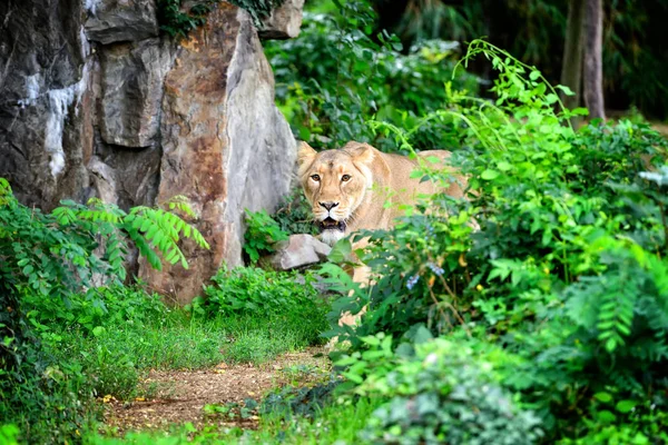 Leona (Panthera leo) caminando a través de la hierba mientras caza comida — Foto de Stock