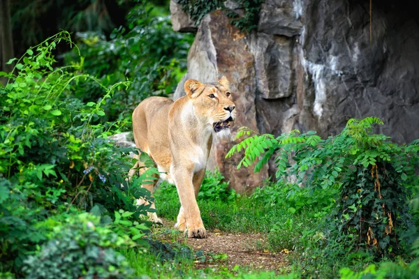 Yine de çim ise avcılık gıda için yürüyüş dişi aslan (Panthera leo) — Stok fotoğraf