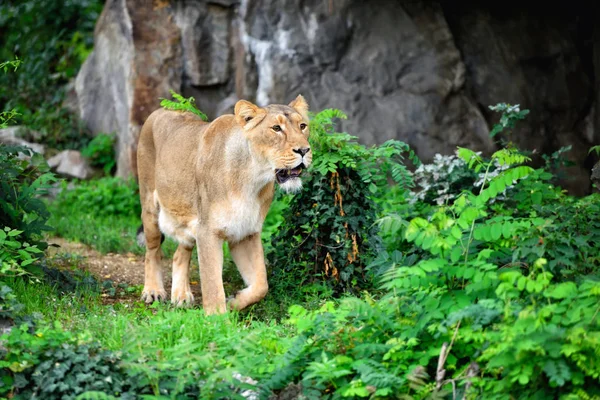 Yine de çim ise avcılık gıda için yürüyüş dişi aslan (Panthera leo) — Stok fotoğraf