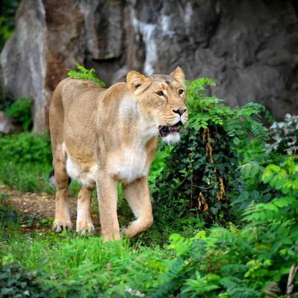 Львица (Panthera leo), стоящая в зеленой траве, ищет добычу — стоковое фото