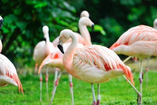 Flingos cor-de-rosa (Phoenicopterus roseus) contra fundo verde — Fotografia de Stock