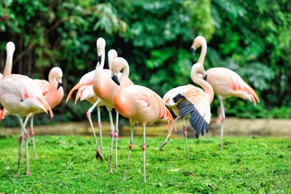 Flingos cor-de-rosa (Phoenicopterus roseus) contra fundo verde — Fotografia de Stock