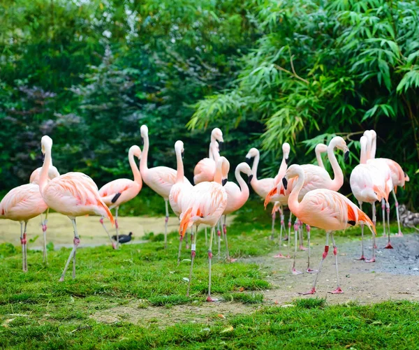 Pink flamingos (Phoenicopterus roseus) against green background — Stock Photo, Image