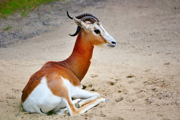 Springbockantilope (Antidorcas marsupialis)) — Stockfoto