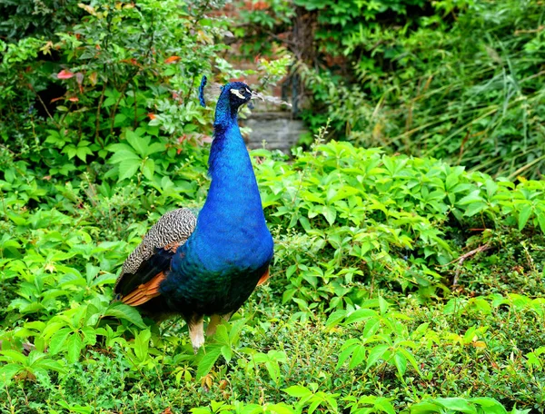 Pauw (Pavo Linnaeus). Mannelijke peacock. Portret van een prachtige Pauw in natuurpark — Stockfoto