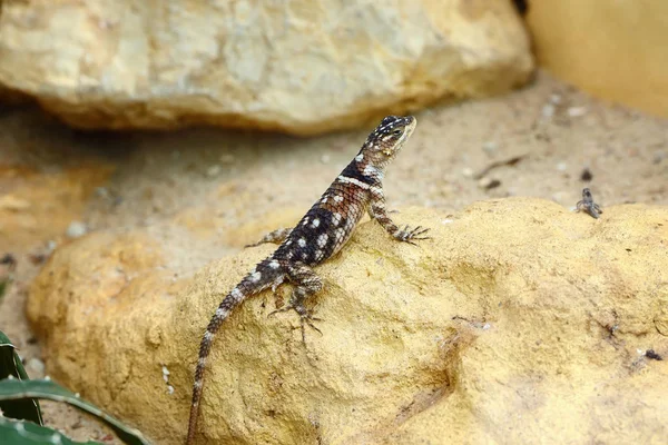 Starred or Hardun Agama (Laudakia stellio) sitting on stone — Stock Photo, Image