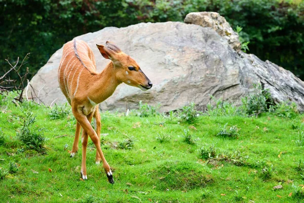 Vrouwelijke nyala antilope (Tragelaphus angasii) — Stockfoto