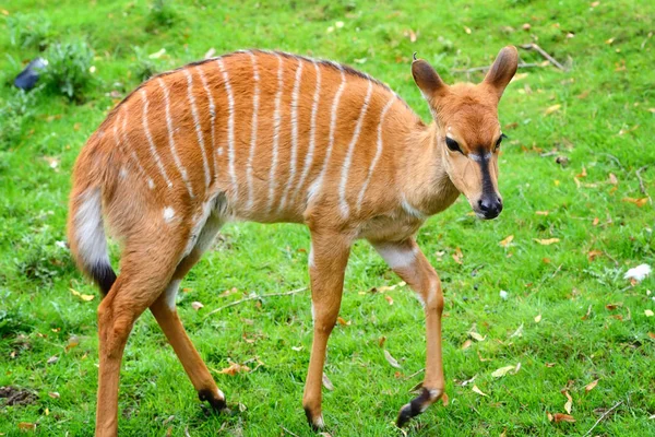 Kobiece nyala antylopy (Tragelaphus angasii) — Zdjęcie stockowe