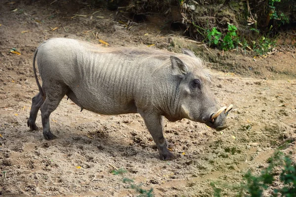 Společné bradavičnaté (Phacochoerus africanus). Boční pohled — Stock fotografie