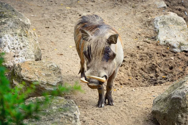 Warthog comum (Phacochoerus africanus). Vista frontal — Fotografia de Stock