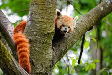 Red Panda, Firefox ya da küçük bir ağacın altında oturup Panda (Ailurus fulgens)