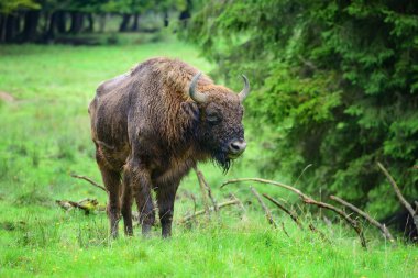 Avrupa Bison ormanın içinde. Wisent. Bizon bonasus