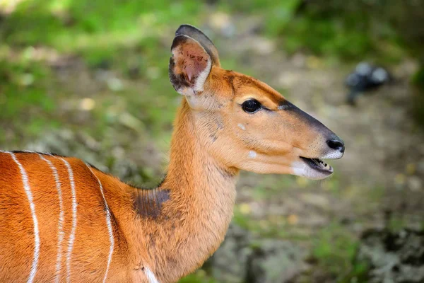 Низинні Nyala (Tragelaphus angasii) портрет милий famale — стокове фото