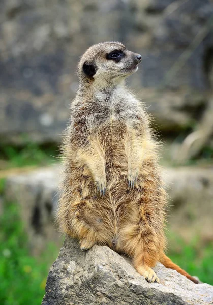 Член семьи Meerkat (Suricata suricatta) на страже — стоковое фото