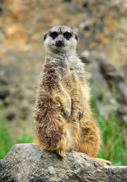 Meerkat family member (Suricata suricatta) on guard — Stock Photo, Image